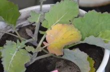 Jesienne dokarmianie rzepaku. Sprawdź, jakie mikroelementy podać