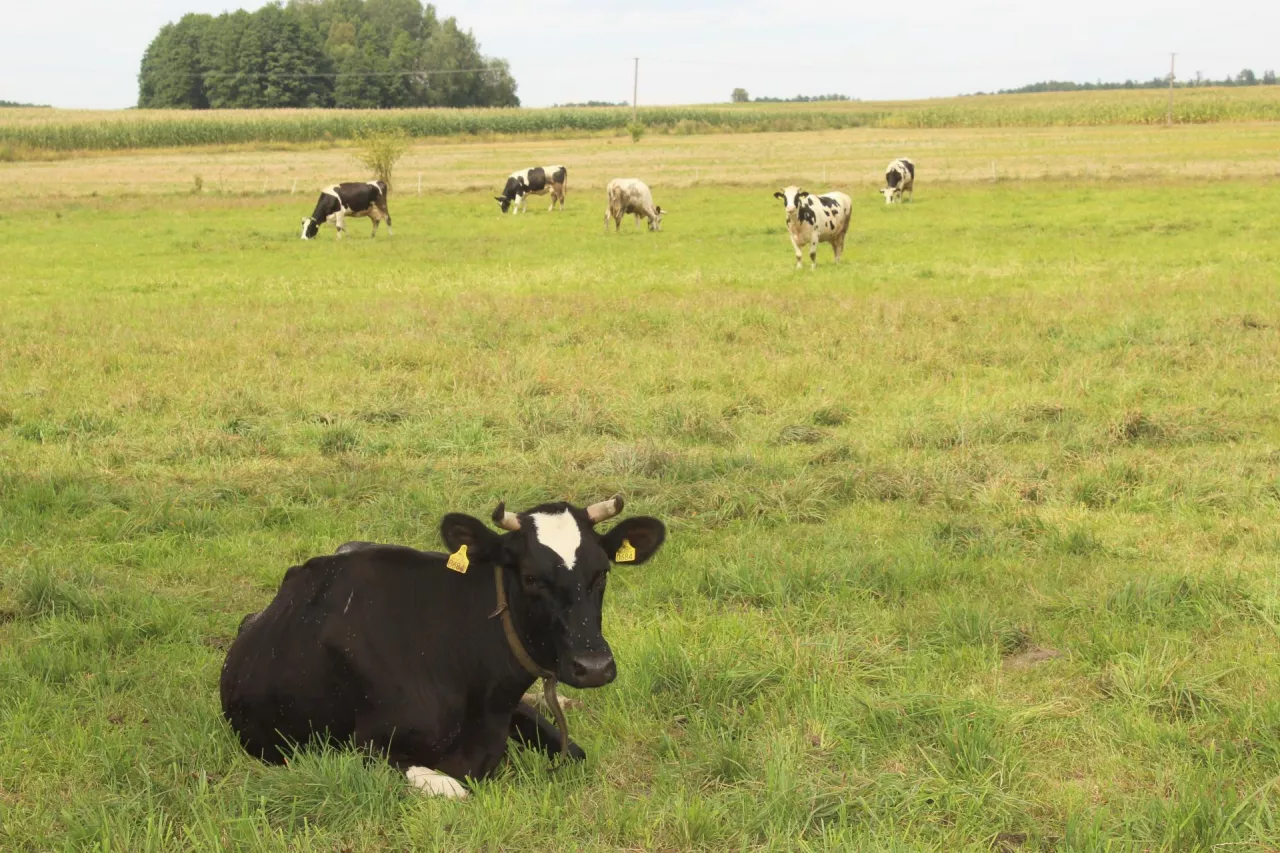 krowa na trawce sobie leży