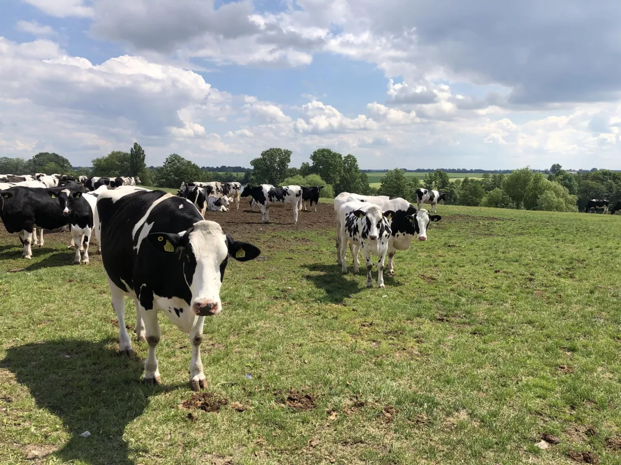 krowy mleczne na pastwisku