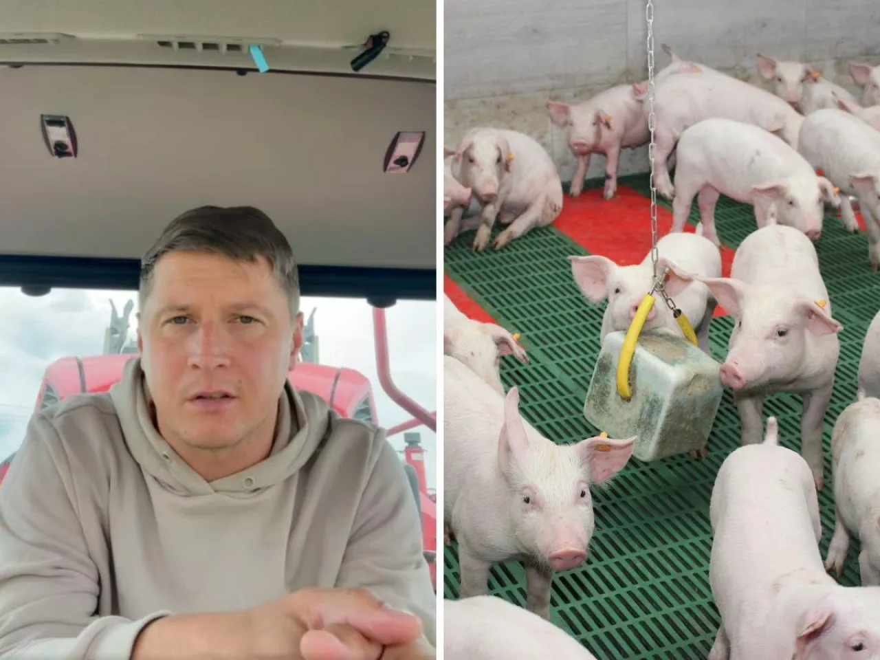 Polski tucznik rodzi się w Danii. Rolnik mówi, jak to zatrzymać