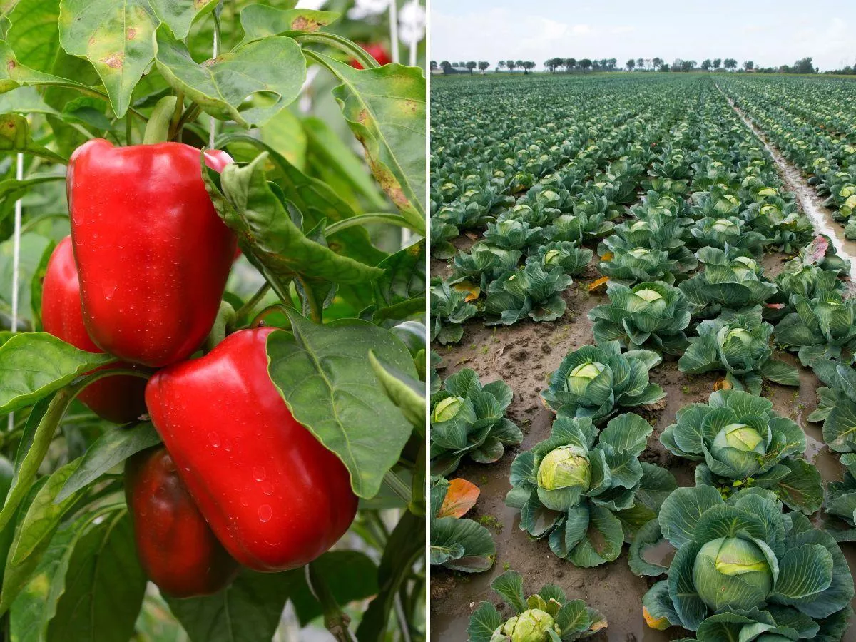 Papryka i kapusta za grosze. Załamani rolnicy niszczą plony