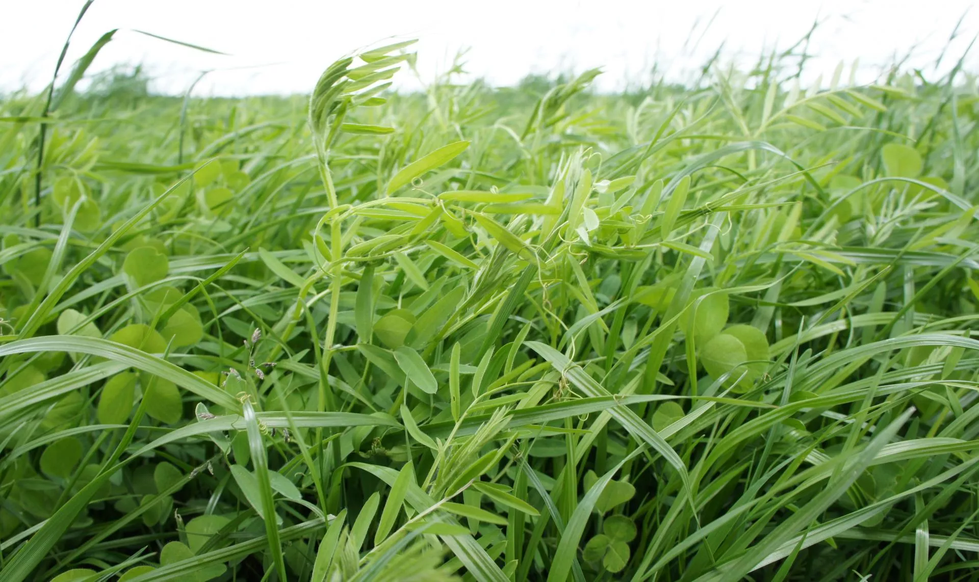 Kiedy i co siać na międzyplony ozime?