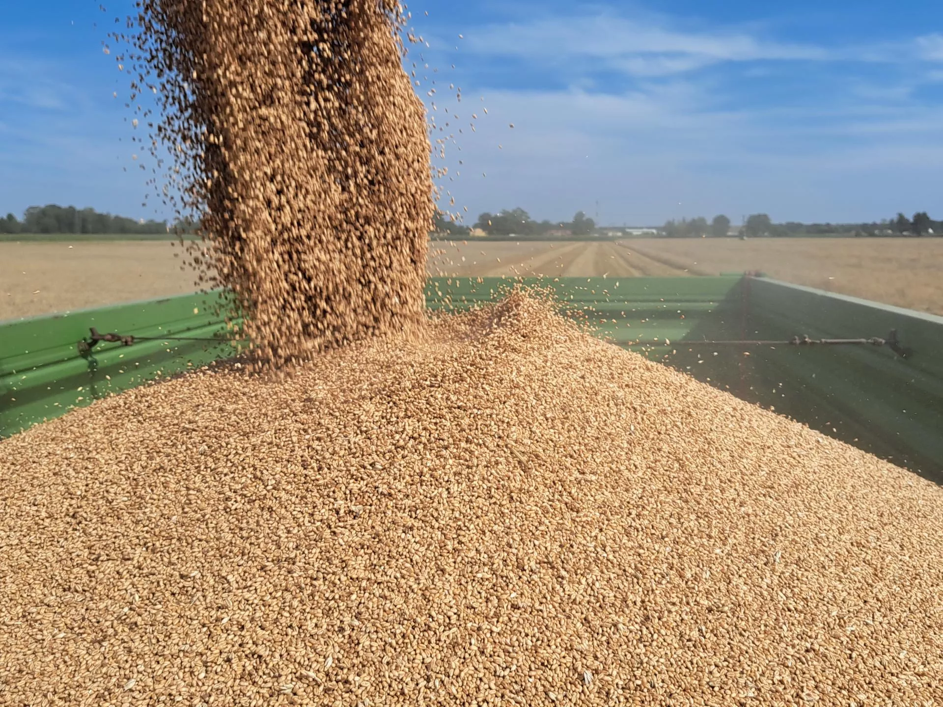 Ceny zbóż w dołku. Czy wzrosną w 2026 roku? Analityk odpowiada