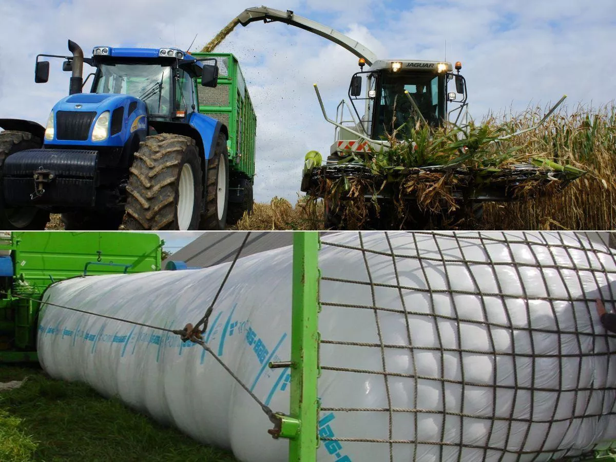 Kukurydza na kiszonkę: jeden błąd przy zbiorze kosztuje cały sezon