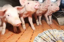 Jakie są ceny prosiąt na początku maja 2025? [SONDA]