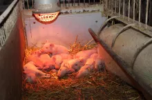 prosięta pod lampą w porodówce