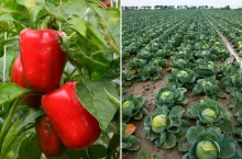 Kryzys na rynku warzyw