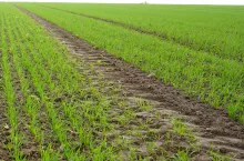 Od wschodów zbóż jesień jest na tyle długa, że zawsze znajdzie się dobre okno pogodowe na odchwaszczanie. Można je realizować przedwschodowo do 3–4 dni po siewie, a potem powschodowo od szpilkowania do krzewienia