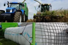 Kukurydza na kiszonkę: jeden błąd przy zbiorze kosztuje cały sezon