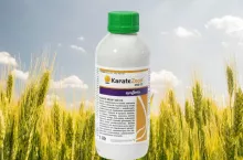 Mszyce atakują jęczmień ozimy. Rolnicy dostali zielone światło - to artykuł Karate Zeon 050 CS na mszyce w jęczmieniu