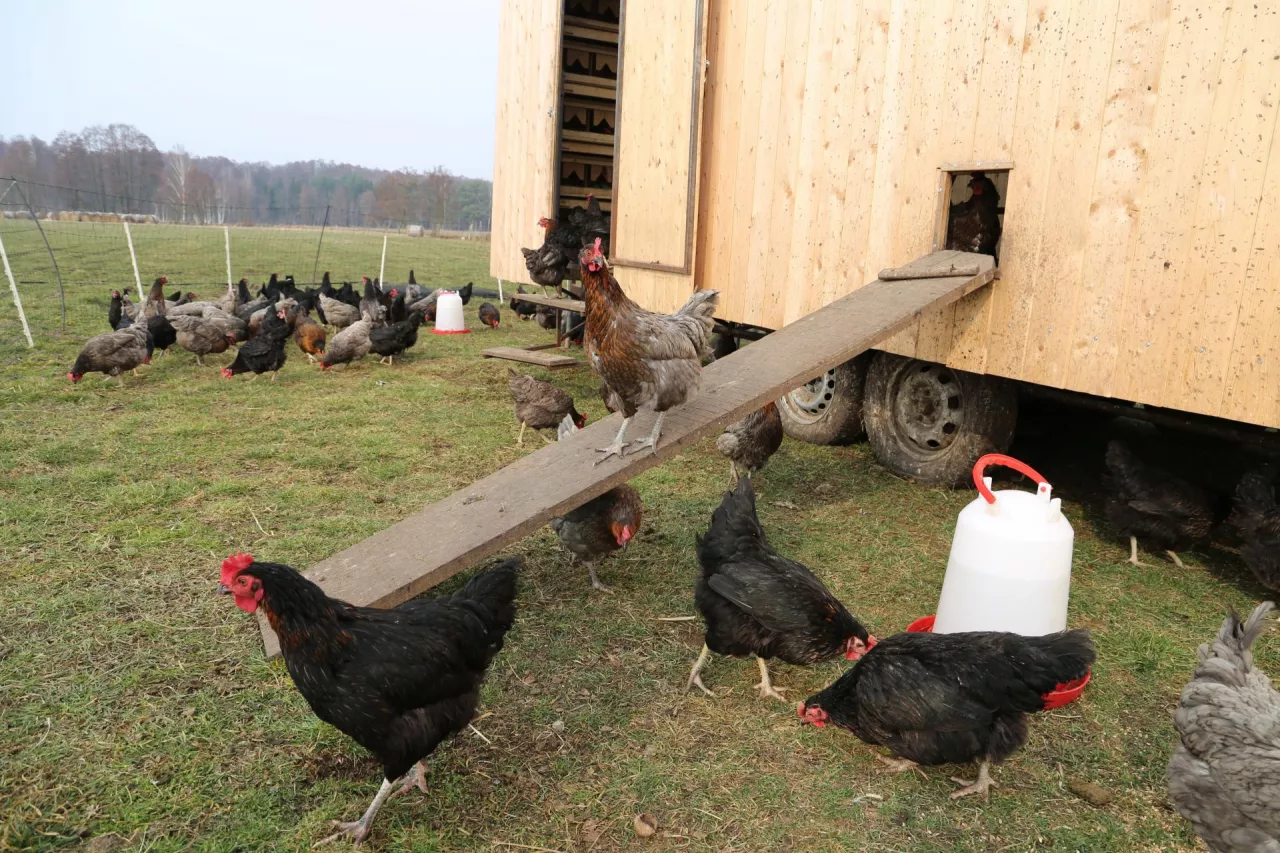 Jajka od własnych kur: czy można je sprzedawać prywatnie?