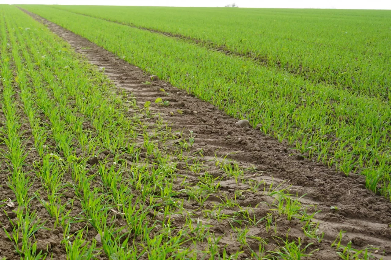 Od wschodów zbóż jesień jest na tyle długa, że zawsze znajdzie się dobre okno pogodowe na odchwaszczanie. Można je realizować przedwschodowo do 3–4 dni po siewie, a potem powschodowo od szpilkowania do krzewienia