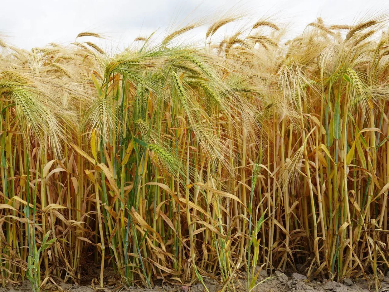 Jak gęsto siać pszenicę i żyto? Rolnicy popełniają ten sam błąd