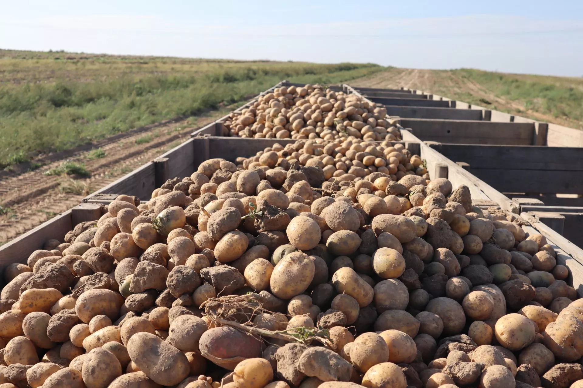 Eksport ziemniaków bez ograniczeń? Ministerstwo wyjaśnia