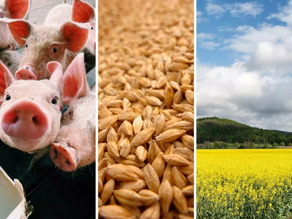 Tanie zboża, pełne magazyny, spadające ceny trzody, ale rzepak wciąż może jeszcze zaskoczyć [Raport rynkowy 19.09.2025]