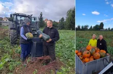 Z jednego słoika zrobili biznes na dyniach. Dziś przyjeżdża do nich pół województwa