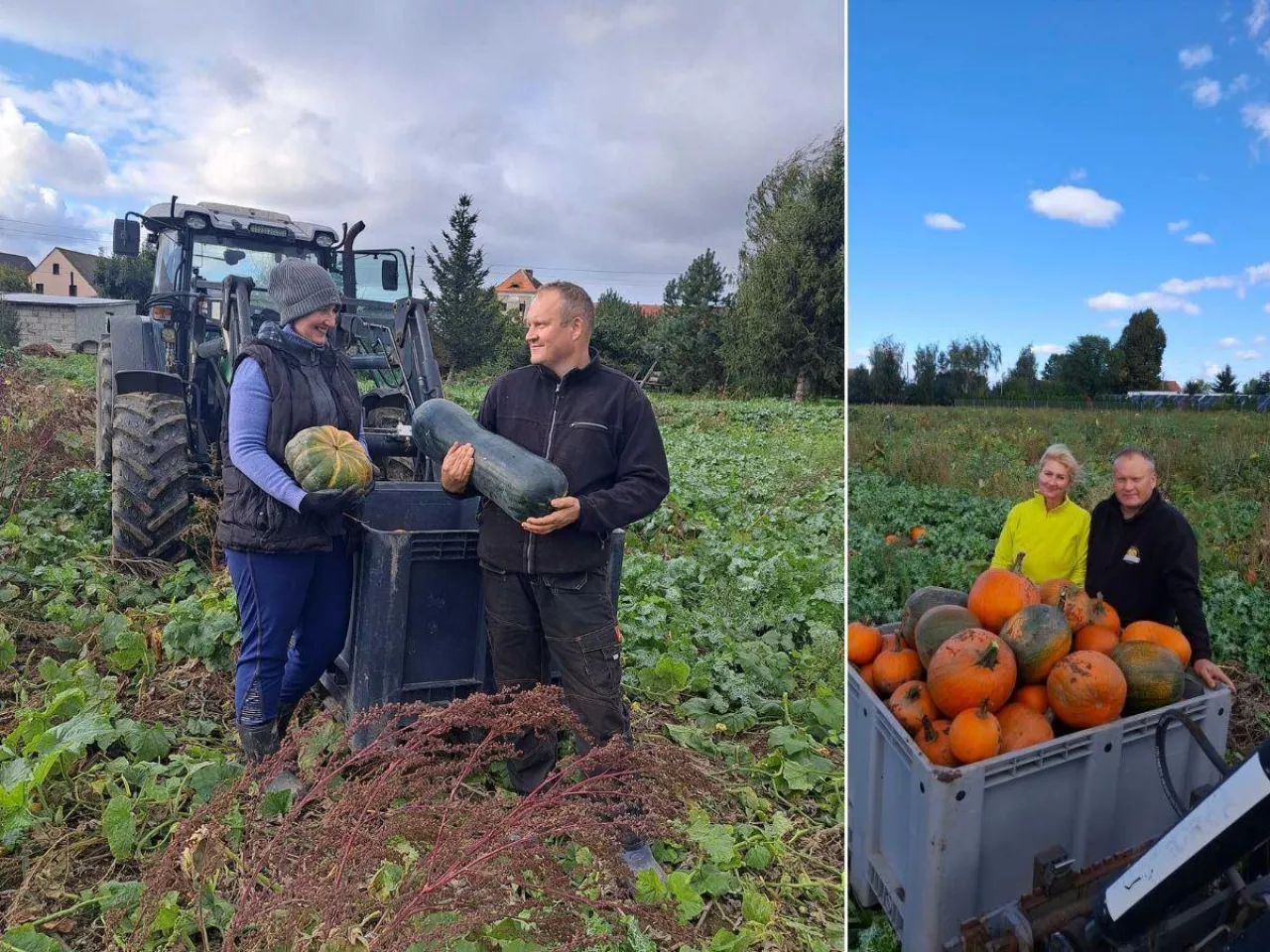 Z jednego słoika zrobili biznes na dyniach. Dziś przyjeżdża do nich pół województwa