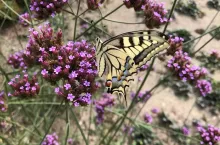 motyl paź królowej na roślinie