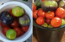 Nie przegap terminu zbioru. Kiedy wykopać warzywa, żeby dobrze się przechowały?