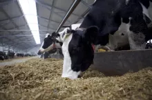 Pasza, żywienie krów, TMR, stół paszowy