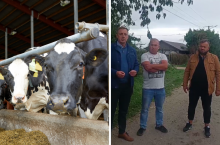 bydło w oborze, oszukani rolnicy