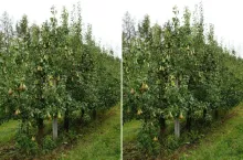 Te odmiany gruszek sprawdzą się w każdym gospodarstwie. Idealne na przetwory jesienne