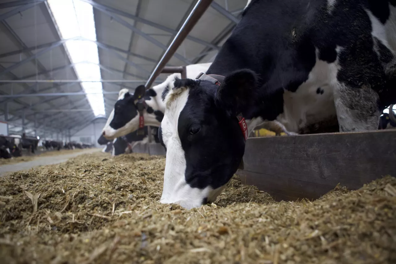 Pasza, żywienie krów, TMR, stół paszowy