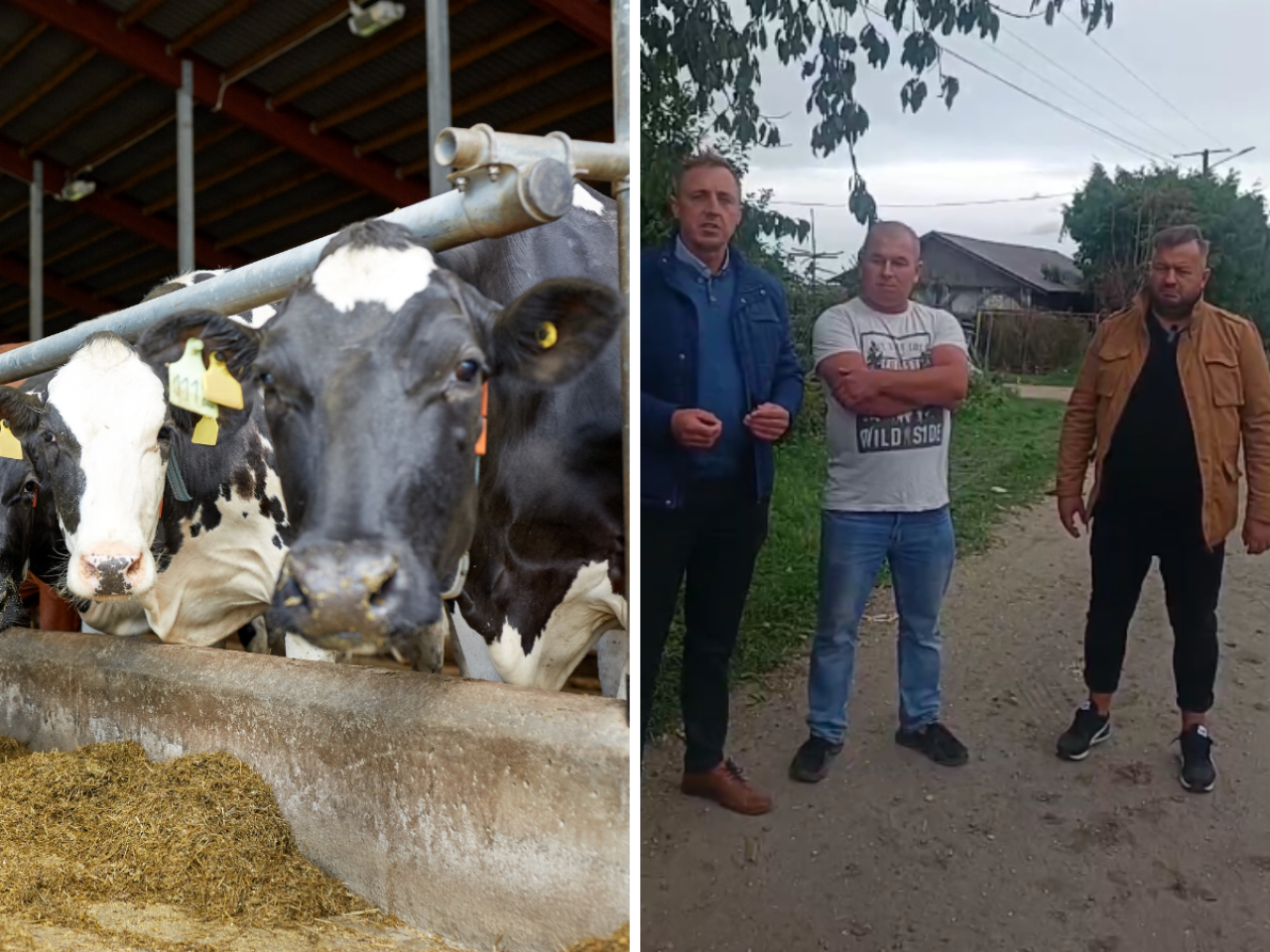 bydło w oborze, oszukani rolnicy
