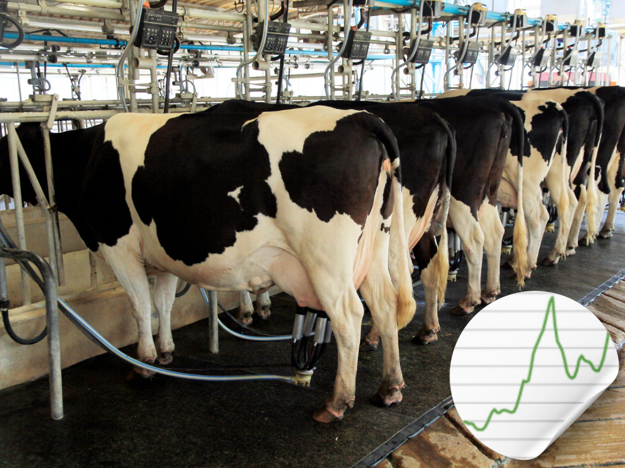 nowoczesna obora udój krów