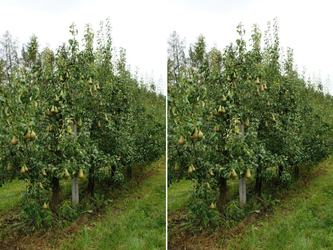 Te odmiany gruszek sprawdzą się w każdym gospodarstwie. Idealne na przetwory jesienne