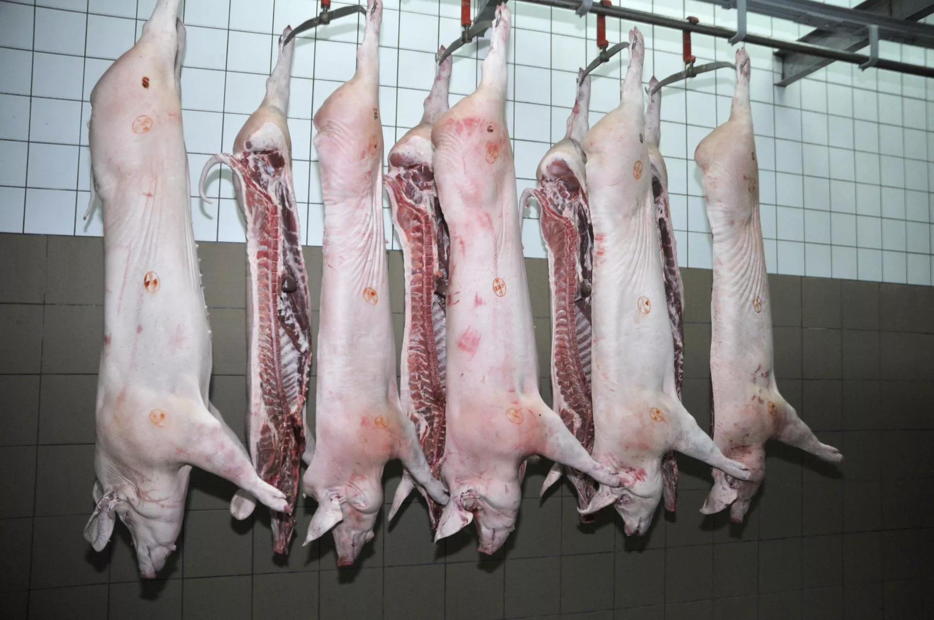 Ceny świń spadają. Skąd te nadwyżki wieprzowiny w Europie?