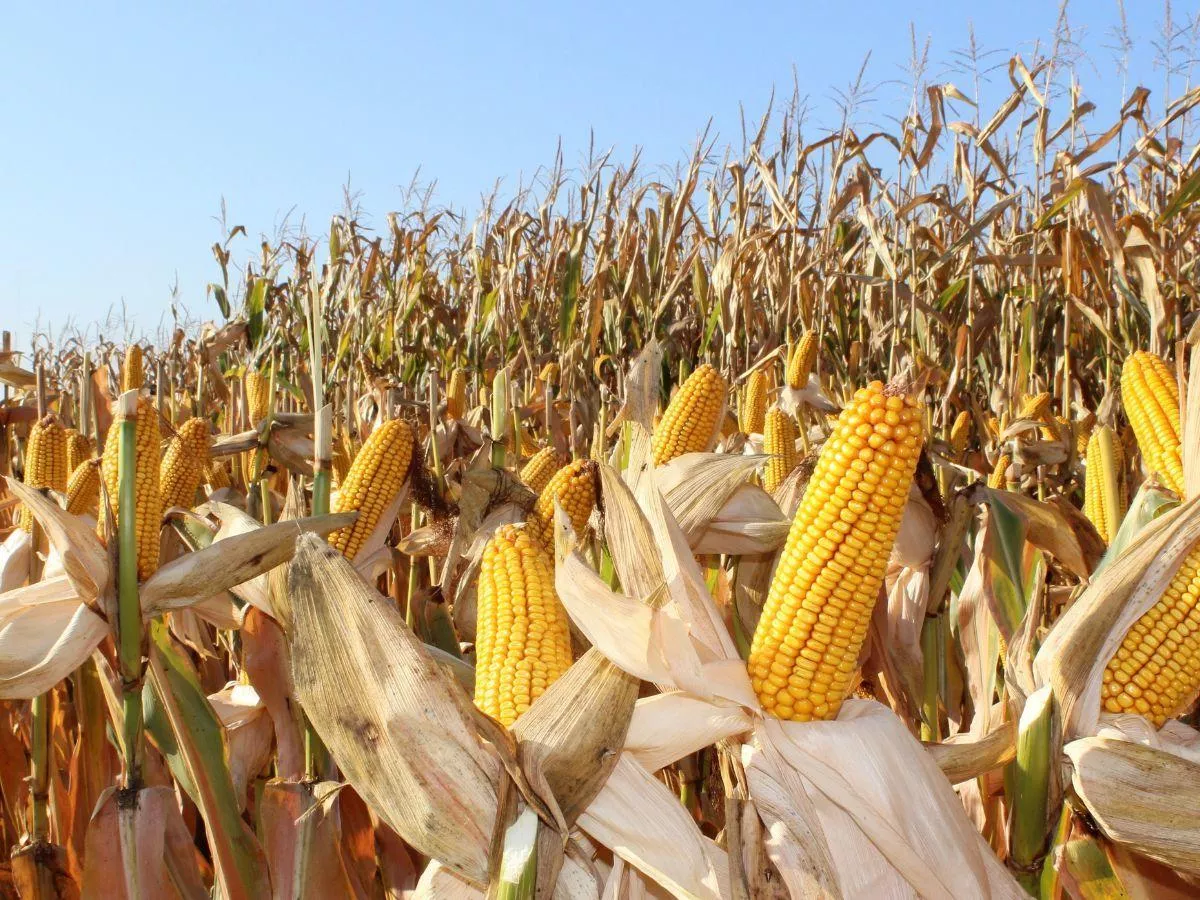 Eksperci ostrzegają: kukurydza nie doschnie na polu, suszarnie pójdą w ruch