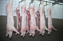 Tusze wieprzowe w rzeźni