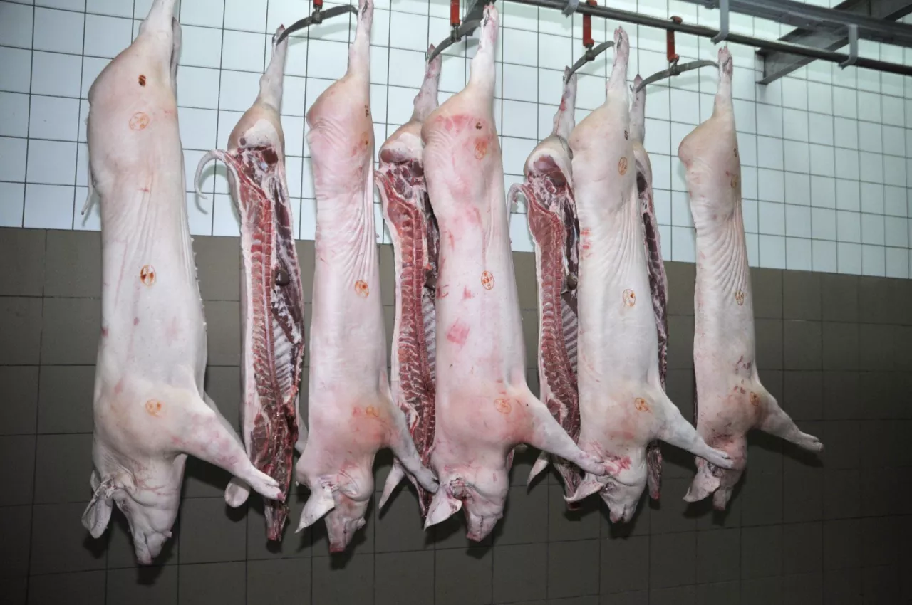 Tusze wieprzowe w rzeźni