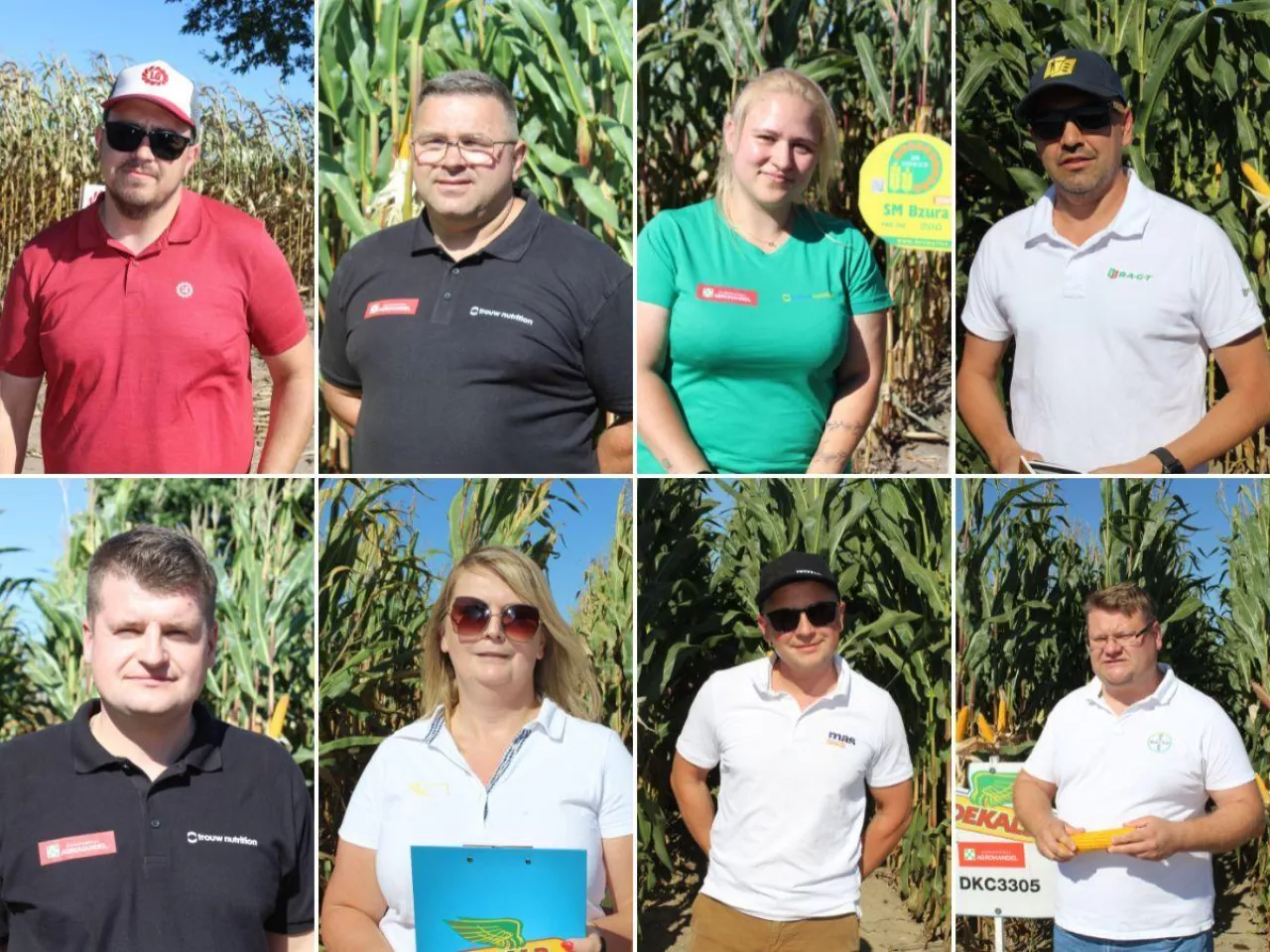 Nowe odmiany kukurydzy zachwyciły rolników. ”Widać różnicę gołym okiem”