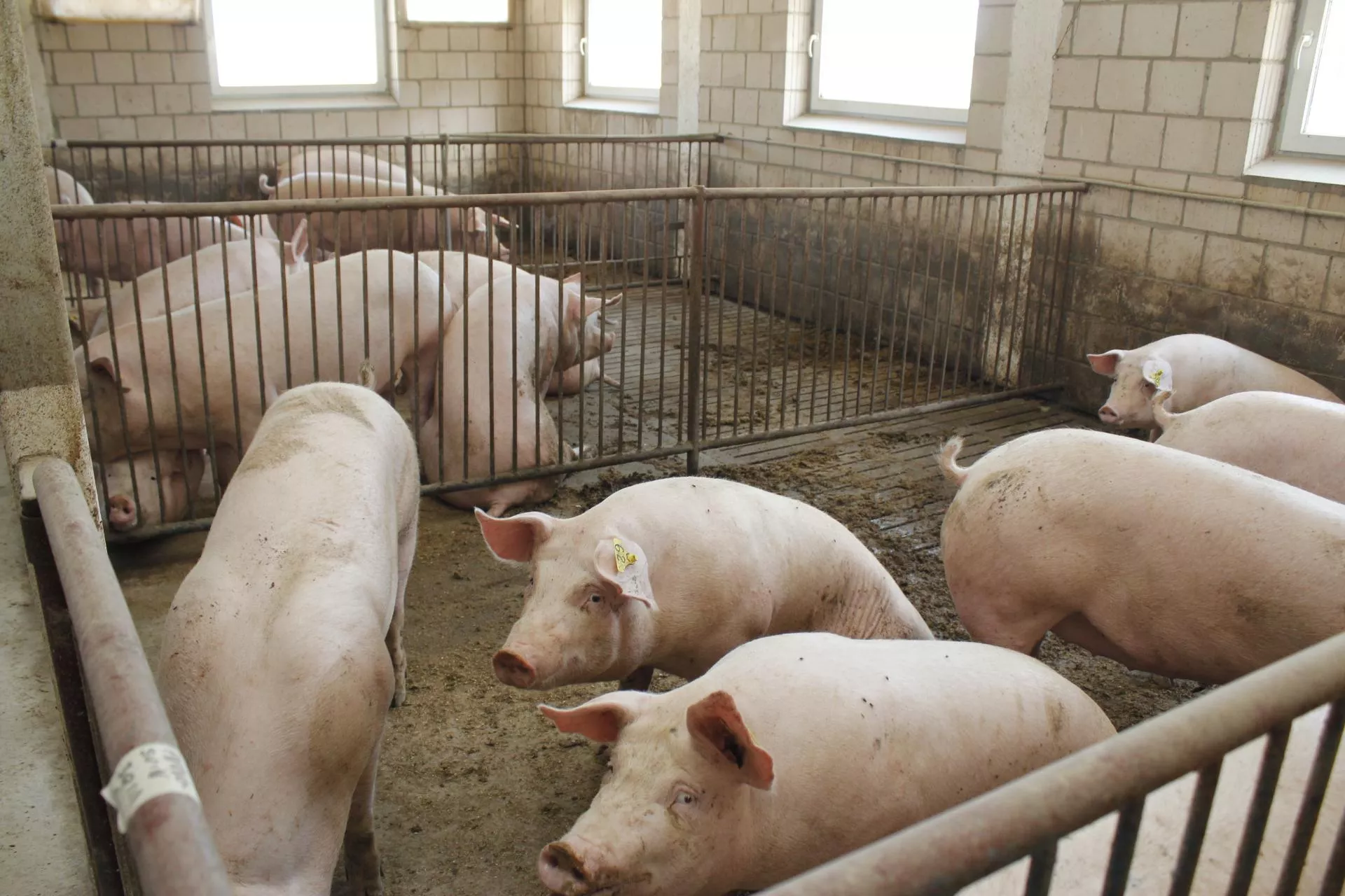 Mniej stresu, lepsza odporność. Utrzymanie loch w grupach poprawia ich zdrowie i wyniki