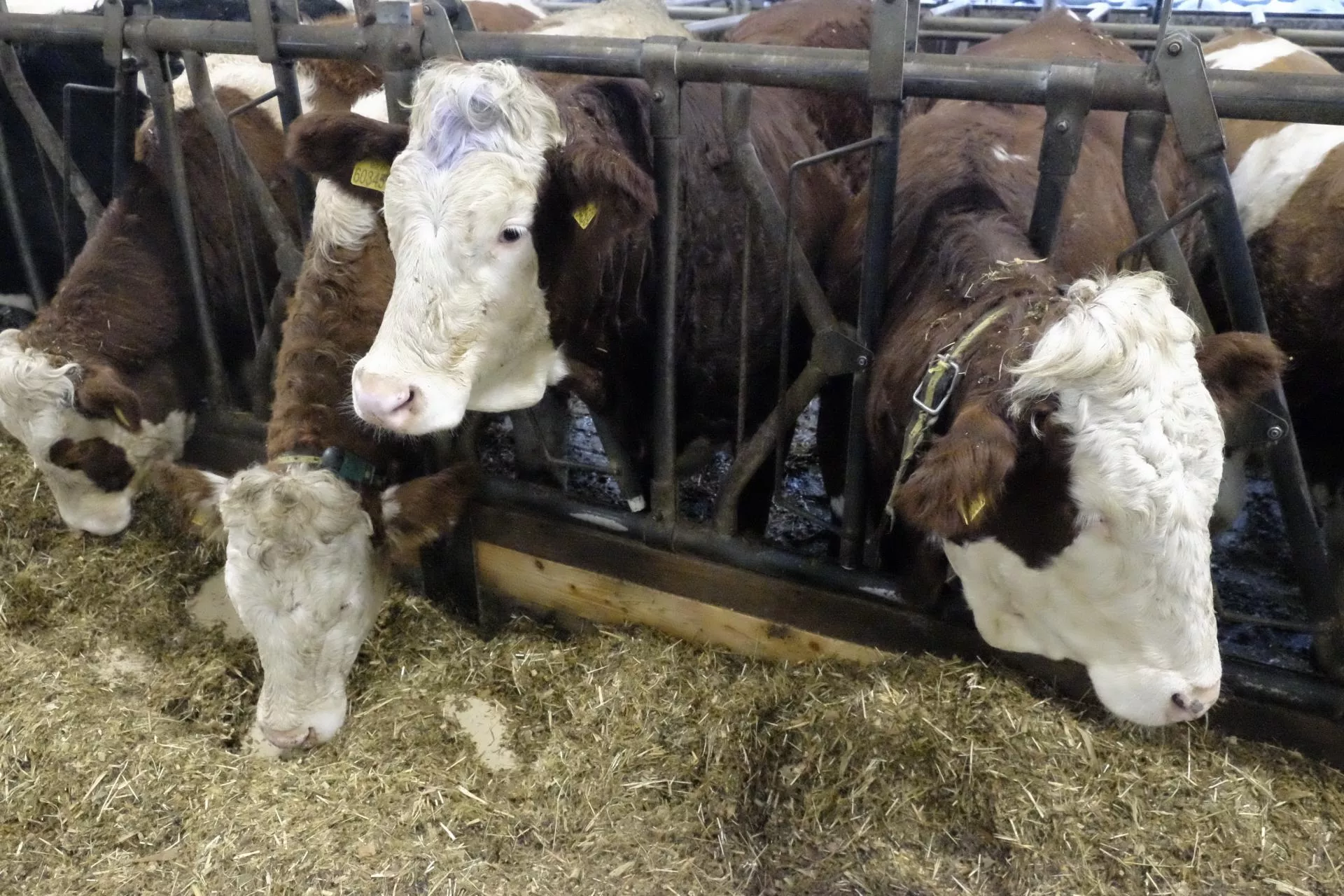 Jakie będą ceny bydła na koniec 2025 roku? PROGNOZA