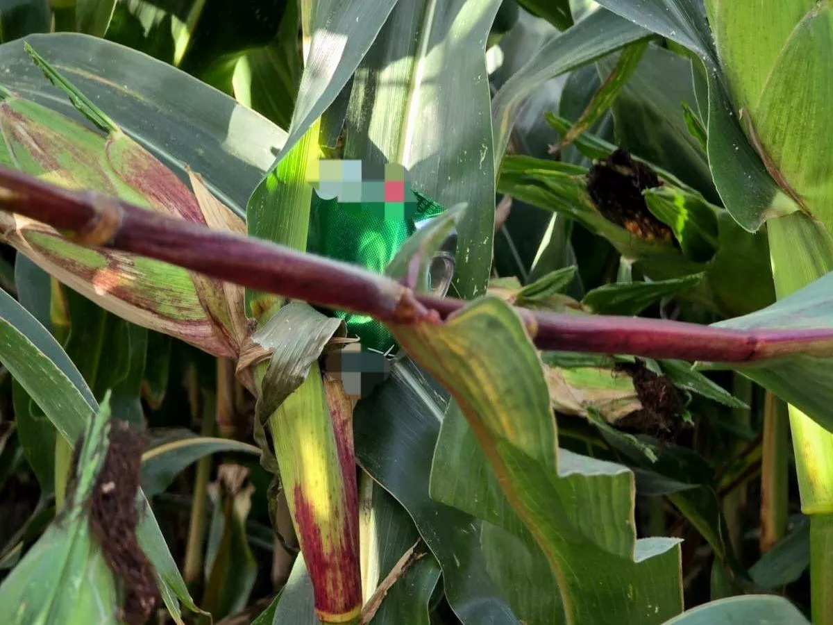 Metalowe pułapki w kukurydzy. Rolnicy z Podlasia stracili 100 tys. zł