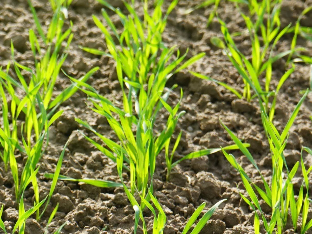 Jesienne dokarmianie zbóż. Kiedy i czym, żeby nie stracić plonu?