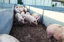 załadunek tuczników