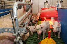 porodówka locha prosięta