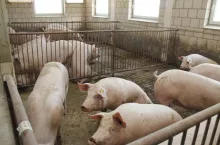 lochy utrzymywane w grupie