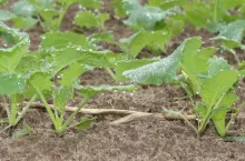 Sucha zgnilizna kapustnych atakuje. Jak zatrzymać chorobę, zanim zniszczy rzepak?