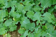 Jak wzmocnić rzepak przed zimą? Te mikroelementy robią różnicę