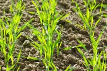 Jesienne dokarmianie zbóż. Kiedy i czym, żeby nie stracić plonu?