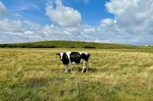 Krowa stojąca na pastwisku