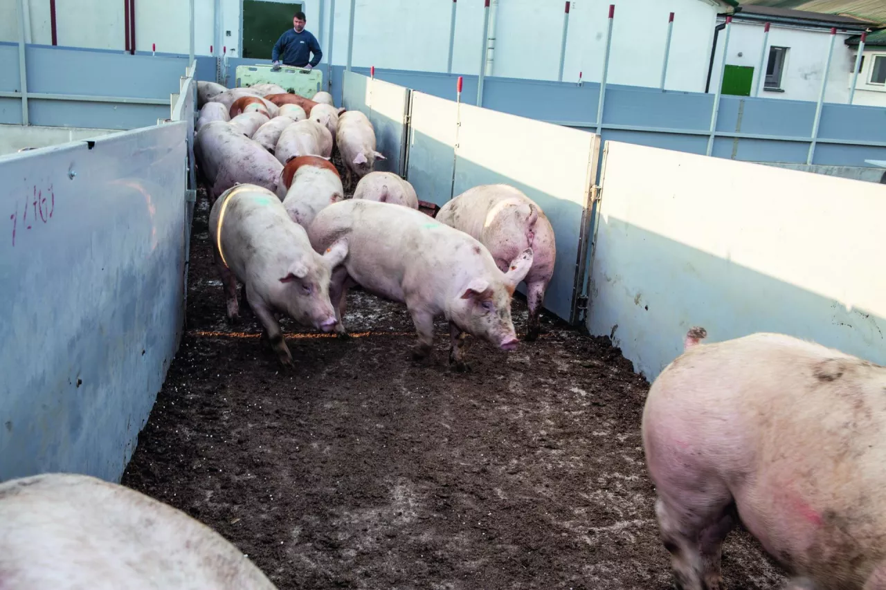 załadunek tuczników