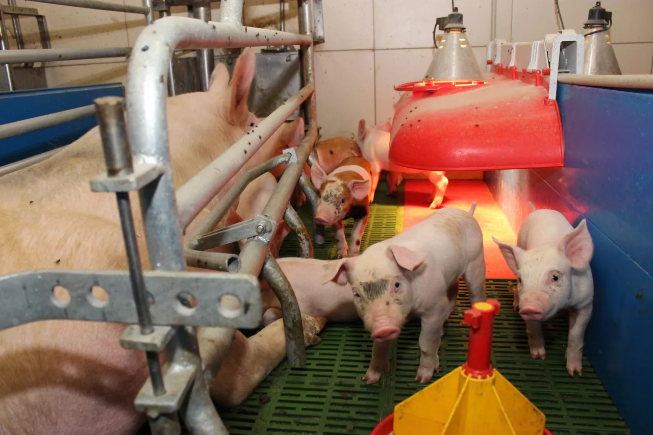 porodówka locha prosięta