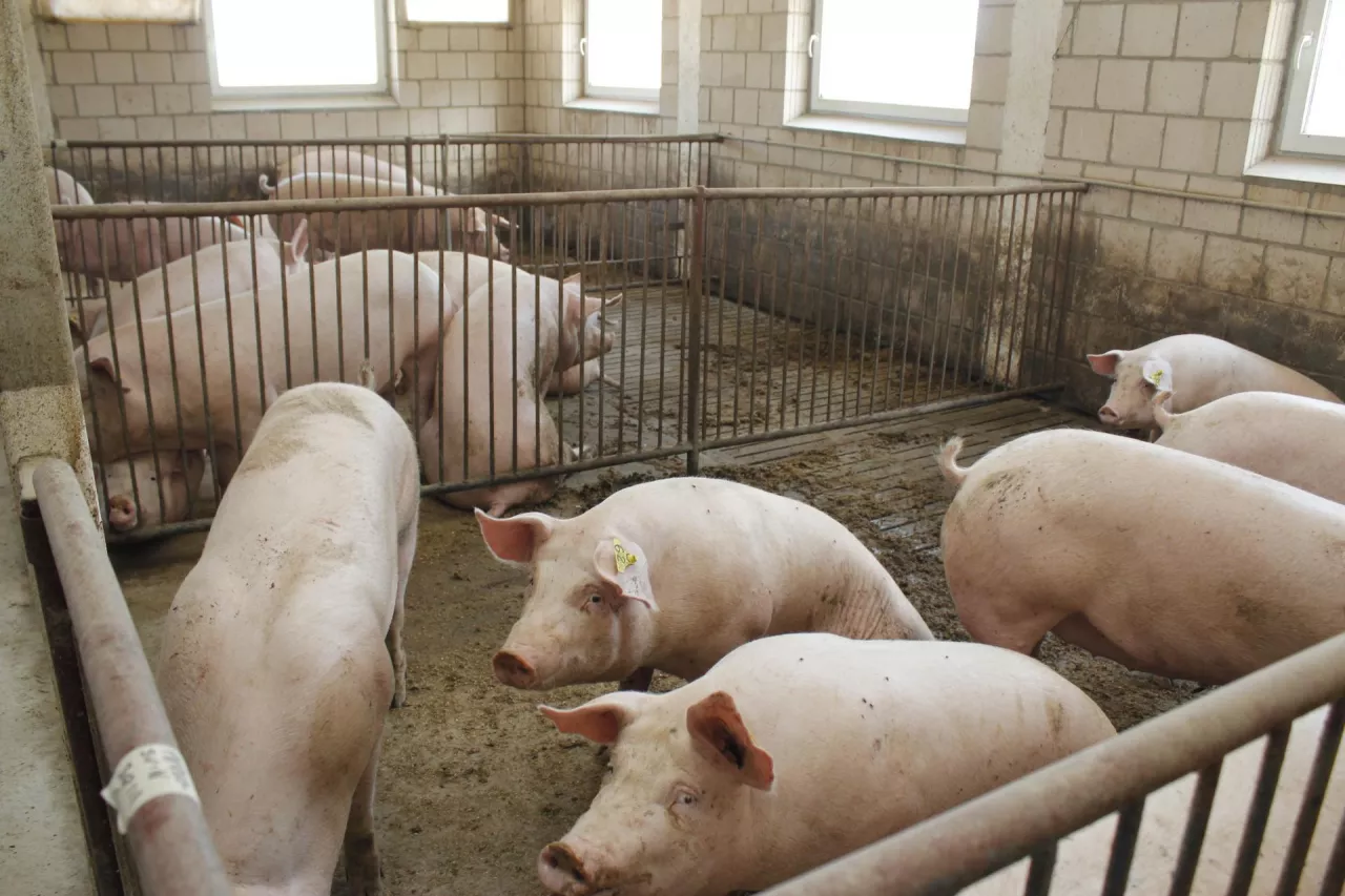 lochy utrzymywane w grupie