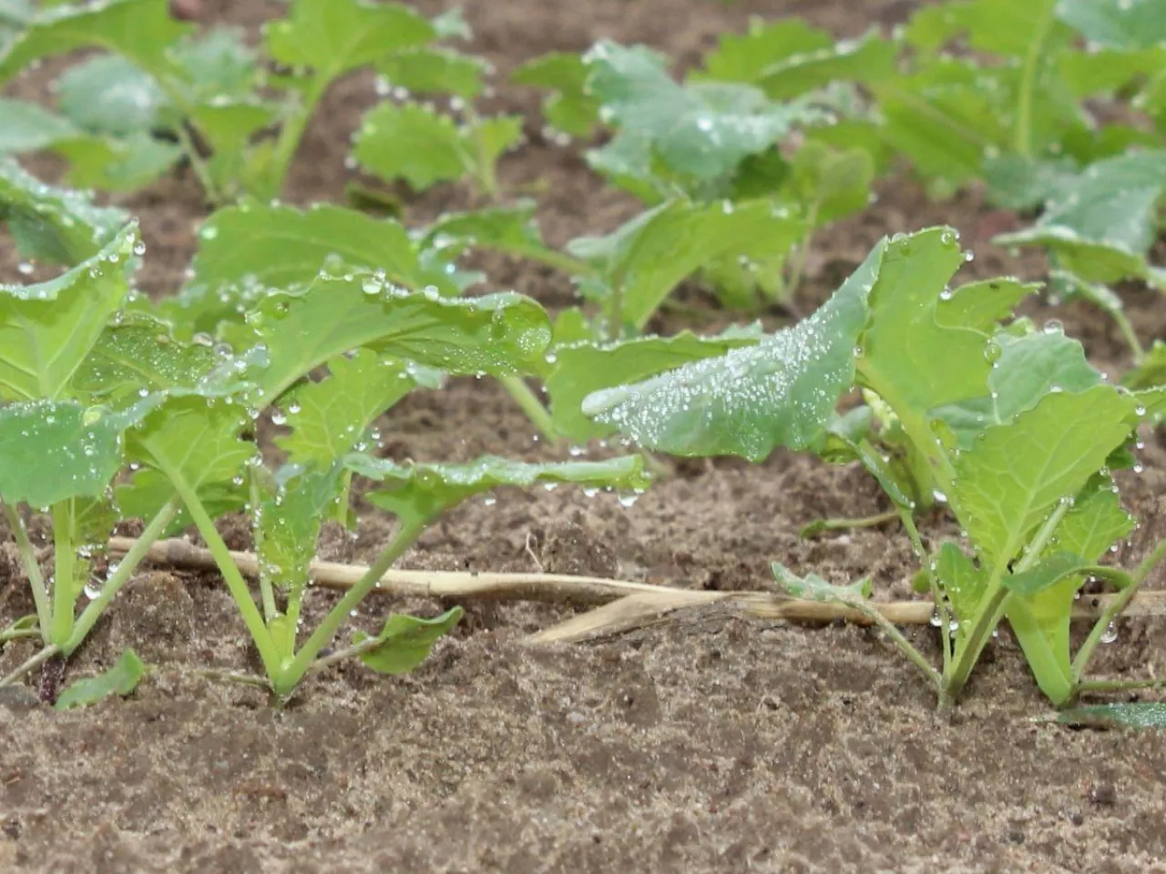 Sucha zgnilizna kapustnych atakuje. Jak zatrzymać chorobę, zanim zniszczy rzepak?